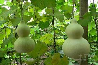 葫芦瓜孕妇吃,营养与安全的双重保障