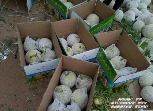 蜜瓜系列怎么吃,探索夏日清新蜜瓜的多样美味