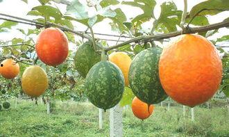 黑乎乎吊瓜怎么吃