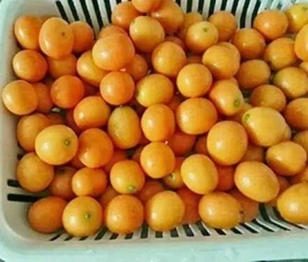 红石金桔吃瓜,吃瓜群众的甜蜜新宠