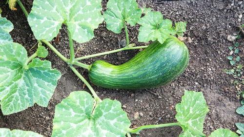 坐月子吃瓠瓜,瓠瓜的营养与食用指南