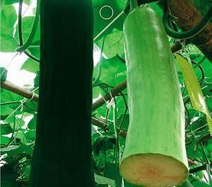 吃瓜被砍,吃瓜群众遭遇意外砍伤事件