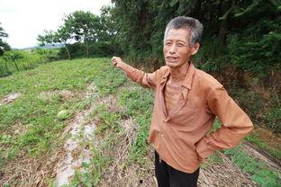 99岁老头吃瓜,岁月流转，瓜香依旧