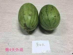 芒市吃瓜原视频,一场视觉盛宴的美食之旅