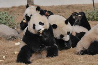 吃瓜熊猫人图片大全,萌态百态，欢乐无限