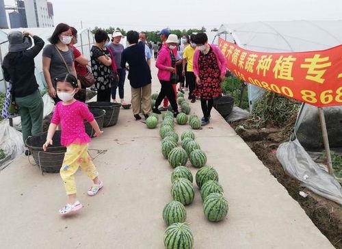 上海吃瓜比赛视频,一场味蕾与速度的极限挑战