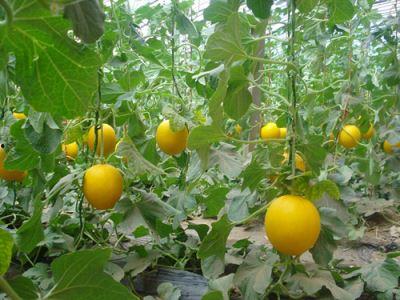 梦到吃田瓜,揭秘吃田瓜的奇幻之旅