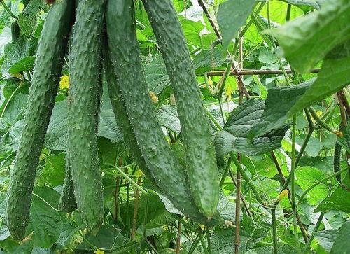 买个瓜回家吃瓜,一瓜解忧——家的味道