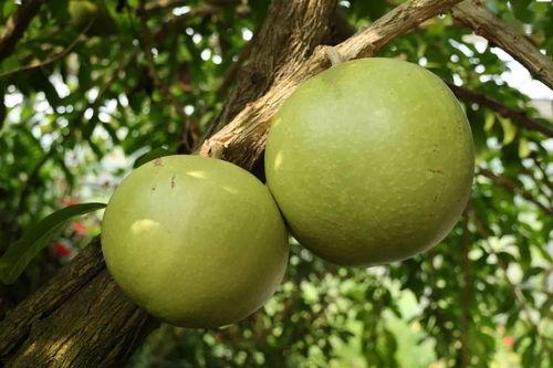 鞍山铁西吃瓜,吃瓜群众的欢乐盛宴