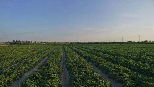 甘肃最近吃瓜事件,揭秘背后的真相与争议