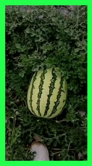 LBs吃瓜基地,揭秘娱乐圈幕后风云