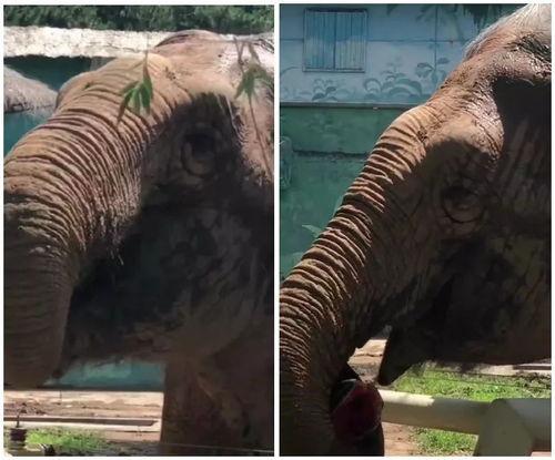 动物园大象吃瓜