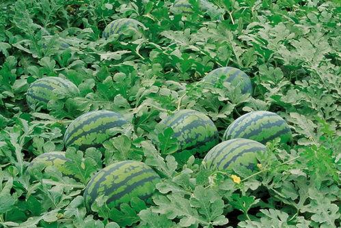 菜棚子吃瓜郓城