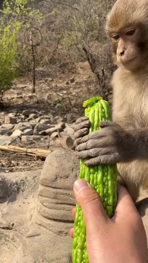 猴子吃瓜音频,揭秘猴子吃瓜的欢乐瞬间