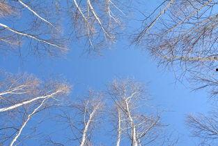 漠河吃瓜,一场别开生面的“吃瓜”盛宴