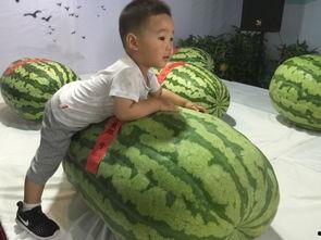 兴化吃瓜群众事件,网络围观下的社会现象解析