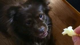 狗子吃瓜信号,揭秘宠物界的八卦风云