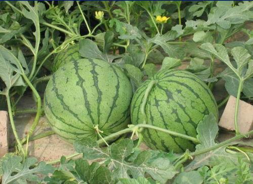 兖州北湖吃瓜事件,一场引发热议的社区冲突纪实